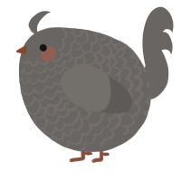 A grey chicken with a lace pattern