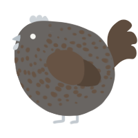 A grey and bark chicken with a speckle pattern