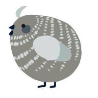 A ash and silver chicken with a bar pattern