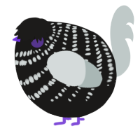A sable and silver chicken with a bar pattern