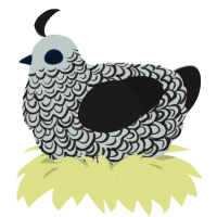 A silver and sable chicken with a double-lace pattern