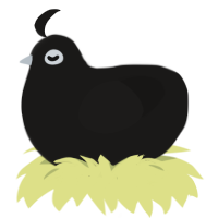 Twilight, a sable chicken
