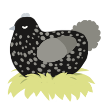 Mysterious ailment, a sable and ash chicken with a speckle pattern