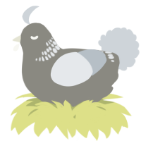 A ash and mist chicken with a neck-band pattern