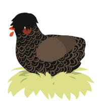 A black and bark chicken with a double-lace pattern