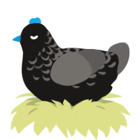 Night with clouds, a sable and grey chicken with a half-lace pattern