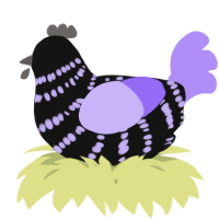 A black and lilac chicken with a bar pattern