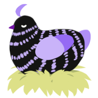 A black and lilac chicken with a bar pattern