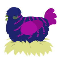 A navy and plum chicken with a half-bar pattern