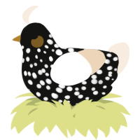 A black and cream chicken with a speckle pattern