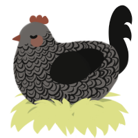 A grey and black chicken with a double-lace pattern