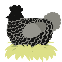 A black and ash chicken with a lace pattern