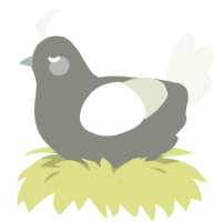 Little Grey, a ash and white chicken