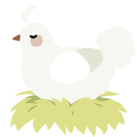 A white chicken