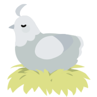 A silver and mist chicken with a head pattern
