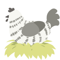 A white and ash chicken with a bar pattern