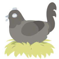 A ash and grey chicken with a head pattern