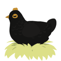 A black and sable chicken with a half-lace pattern