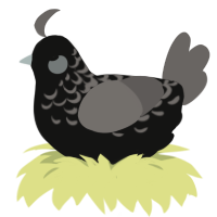 A black and grey chicken with a half-lace pattern