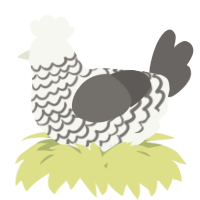 A white and grey chicken with a lace pattern