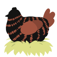 A black and russet chicken with a bar pattern