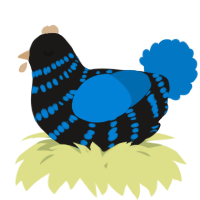 A sable and sapphire chicken with a bar pattern