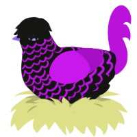 Cellar Door, a black and amethyst chicken with a lace pattern