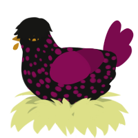 A black and wine chicken with a speckle pattern