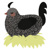 A grey and black chicken with a double-lace pattern