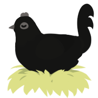 A black chicken with a head pattern