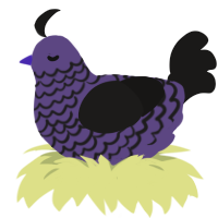 Midnight, a overcast and sable chicken with a lace pattern