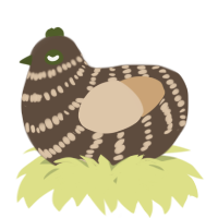 A bark and beige chicken with a bar pattern