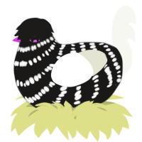 A sable and white chicken with a bar pattern