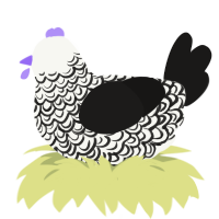 Amos, a white and sable chicken with a double-lace pattern