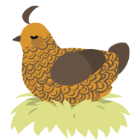 A orange and bark chicken with a double-lace pattern