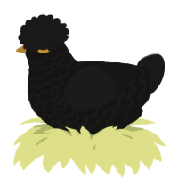 A black and sable chicken with a lace pattern