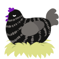 Fig, a black and grey chicken with a bar pattern