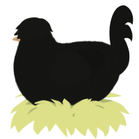 A black chicken with a lace pattern