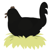 Crow, a black chicken with a head pattern