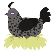 A grey and sable chicken with a speckle pattern