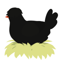 A black chicken