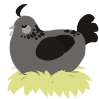 A grey and sable chicken with a neck-speckle pattern