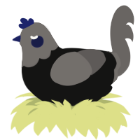Fishy Chocolate, a black and grey chicken with a head pattern