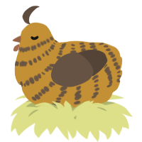 A gold and bark chicken with a bar pattern
