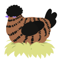 A brown and black chicken with a bar pattern