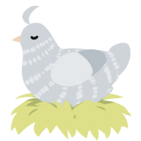 A mist chicken with a bar pattern