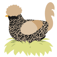 A sable and beige chicken with a double-lace pattern