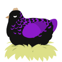 A black and violet chicken with a half-lace pattern