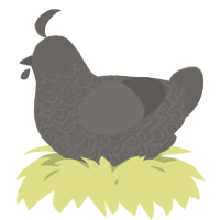 A grey chicken with a double-lace pattern