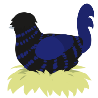 (unnamed), a sable and navy chicken with a bar pattern